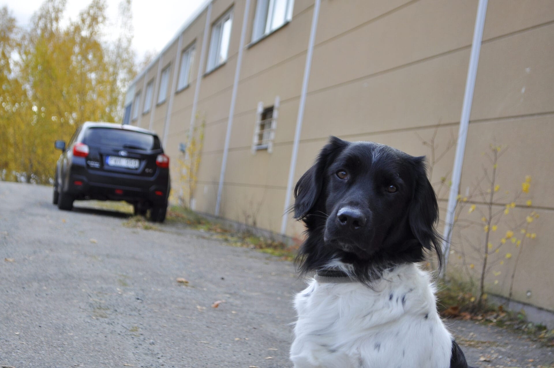 Hunden Lexx med svart huvud och vit underkropp.