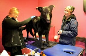 Olika experter besöker butiken med jämna mellanrum. Här är det Gunilla Stolpe som behandlar Sandra Hammarlinds hund Panzar med elektroterapi.