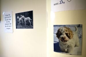 Elevcoachen Stina Janols kontor innehåller bilder av hundarna Nellie och Melba.