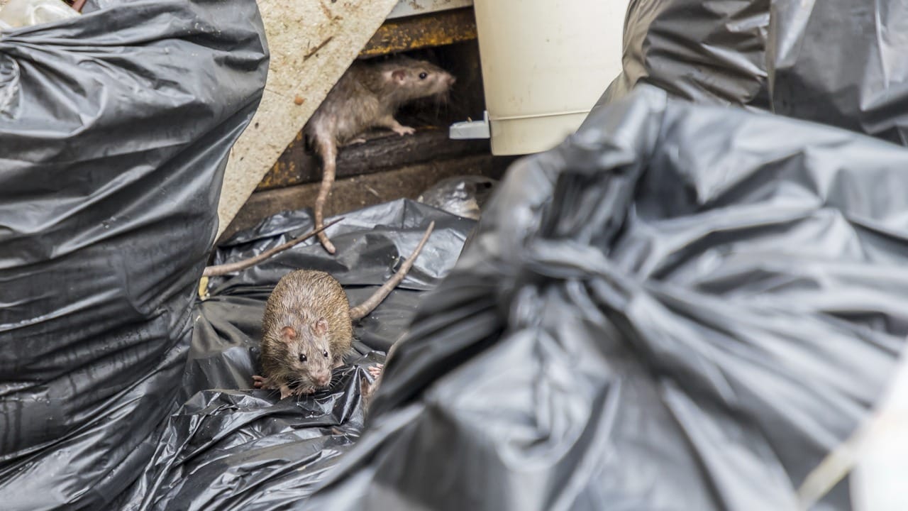 råttor bland sopor