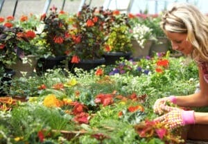 Blomster, hantverk och mängder av aktiviteter står på agendan när en handelsträdgård i Bjursås arrangerar vårmarknad. Foto: Dreamstime